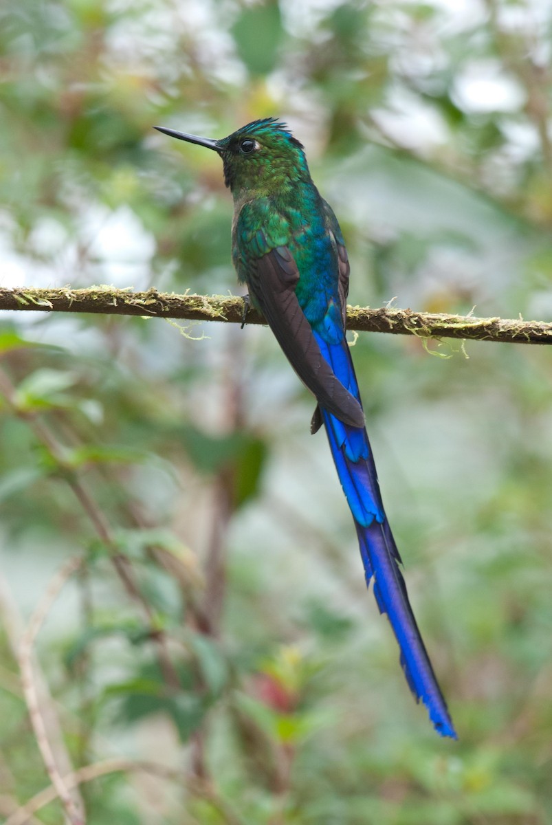 Violet-tailed Sylph - ML89804891