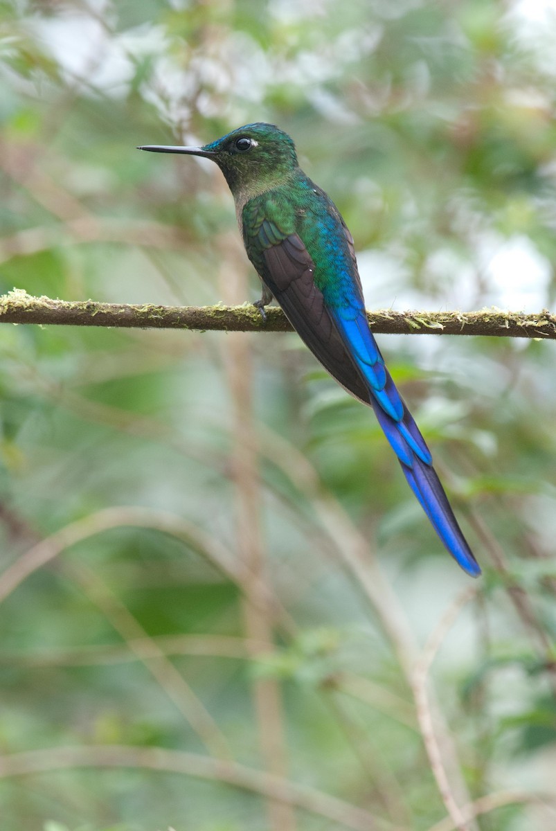 Violet-tailed Sylph - ML89804901