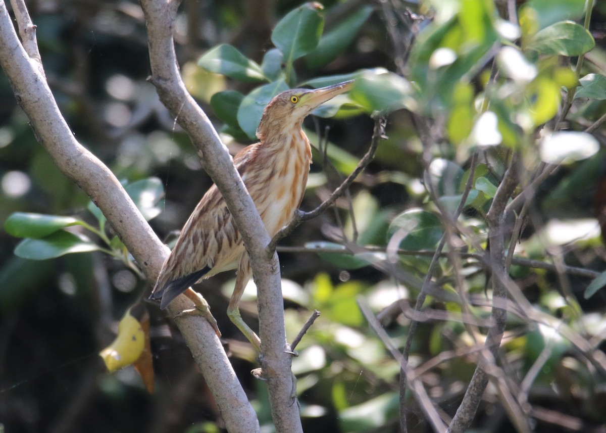 Yellow Bittern - ML89804961