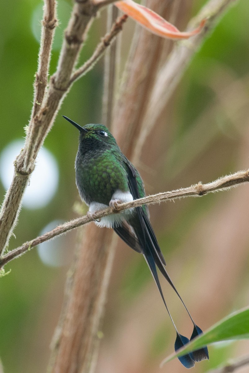 White-booted Racket-tail - ML89805141