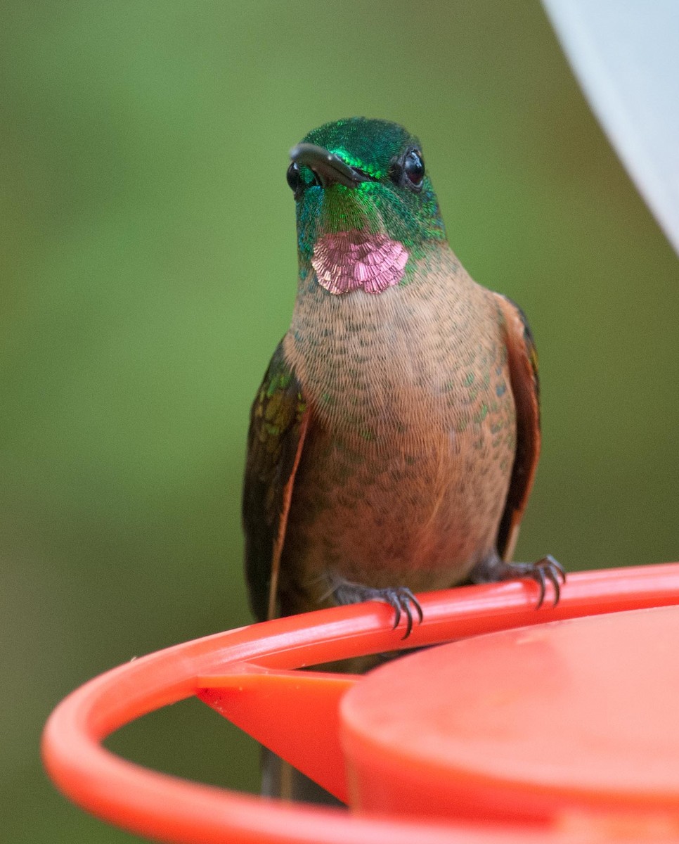 kolibřík hnědobřichý - ML89805281