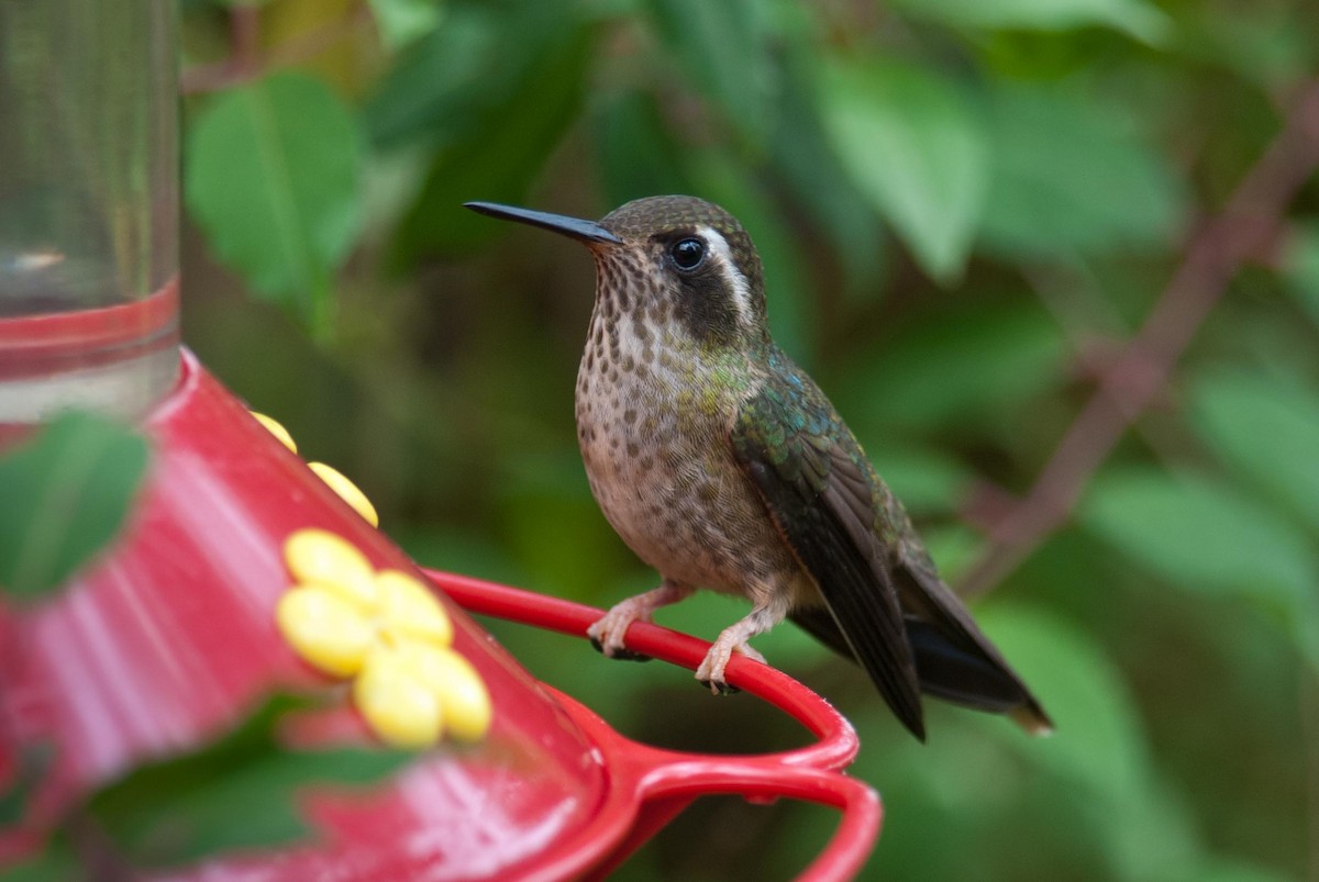 Speckled Hummingbird - Keith Bowers