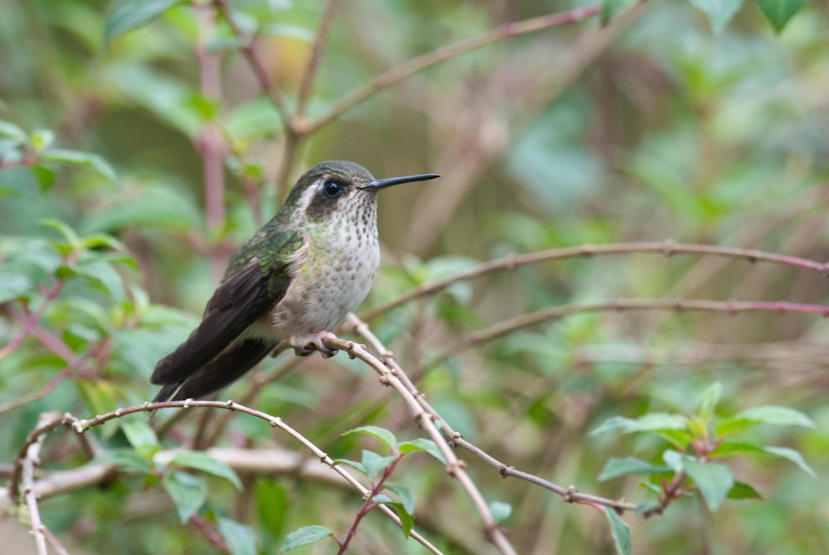 Speckled Hummingbird - Keith Bowers