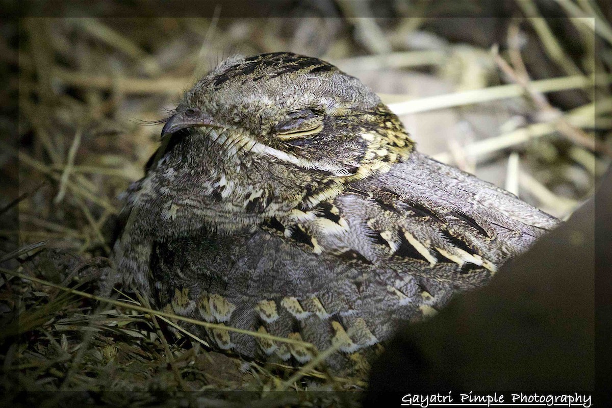 Indian Nightjar - ML89806371