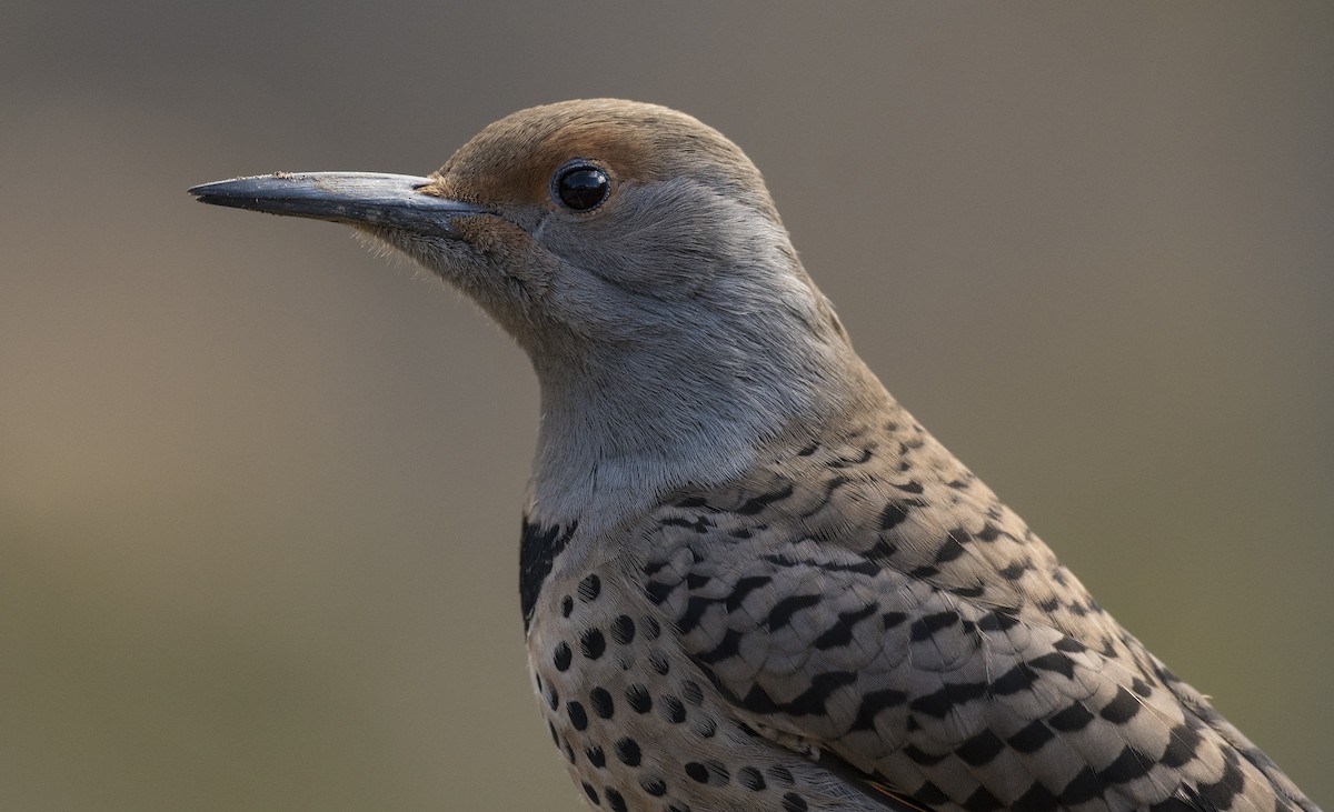 Northern Flicker - ML89806491