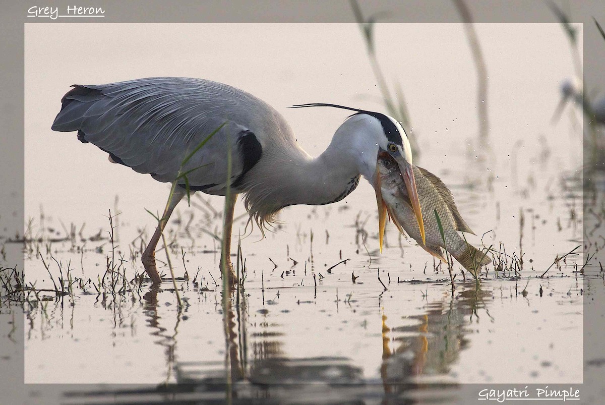 Gray Heron - ML89807711