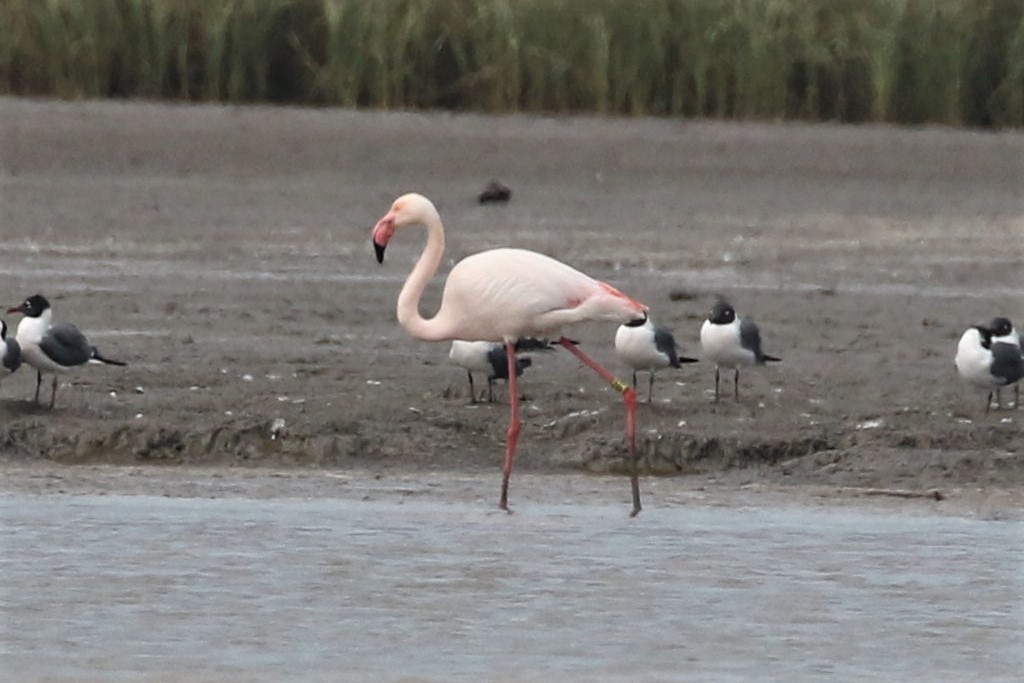 Greater Flamingo - ML89808801