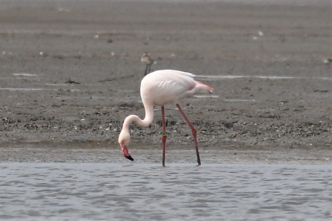 Greater Flamingo - ML89808811