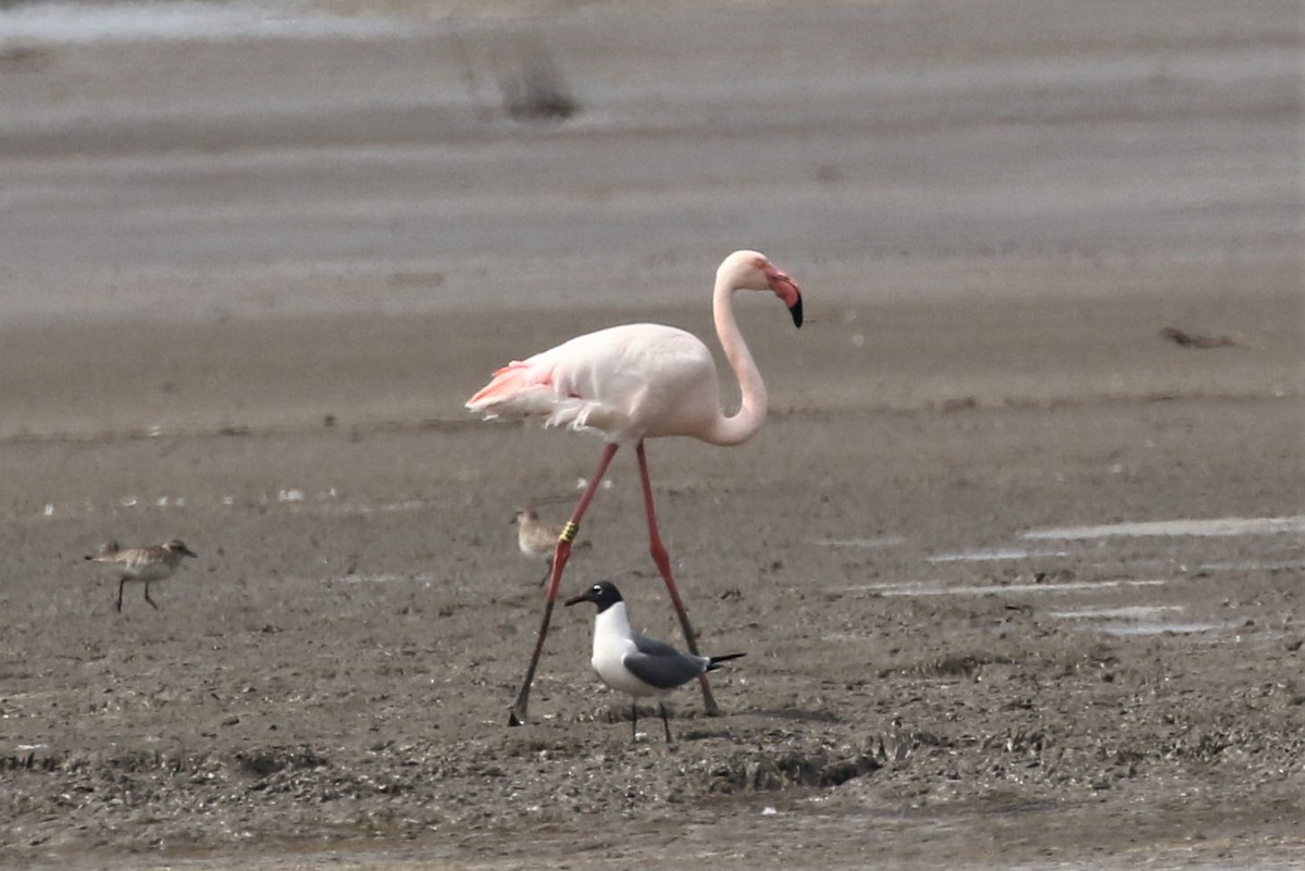 Greater Flamingo - ML89808821