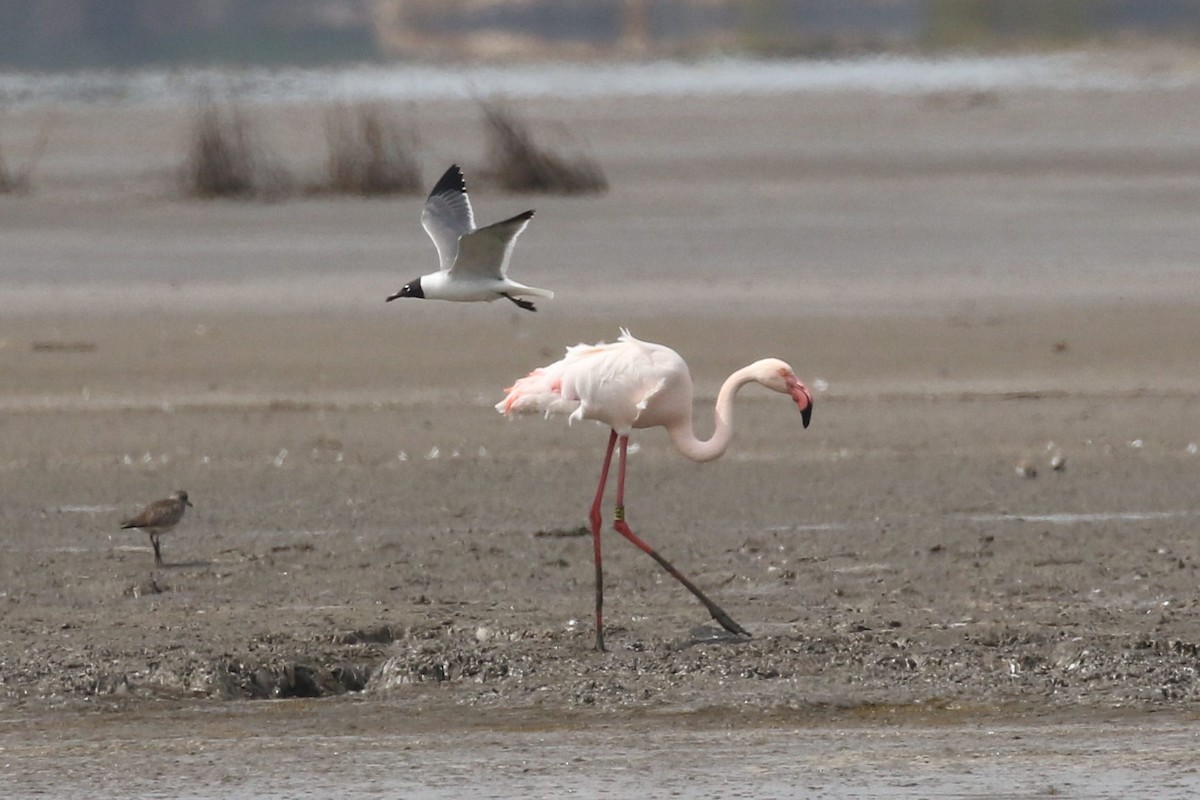 Greater Flamingo - ML89808831
