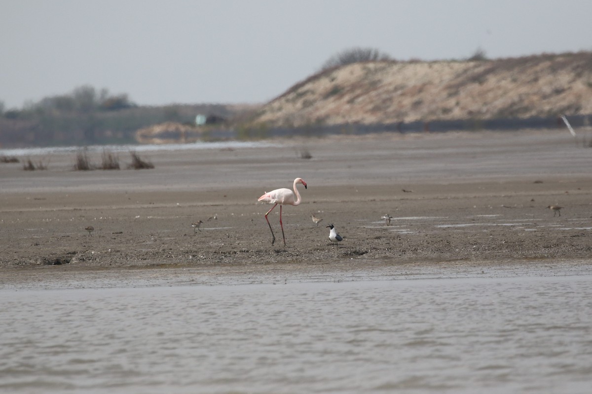 Greater Flamingo - ML89808841