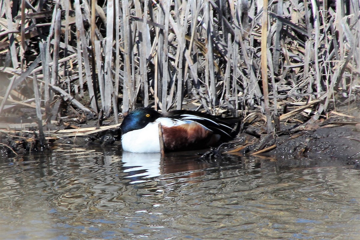 Northern Shoveler - Karl Poetzl