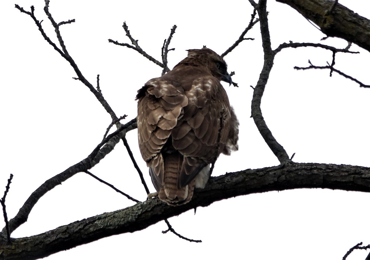 Red-tailed Hawk - ML89810231