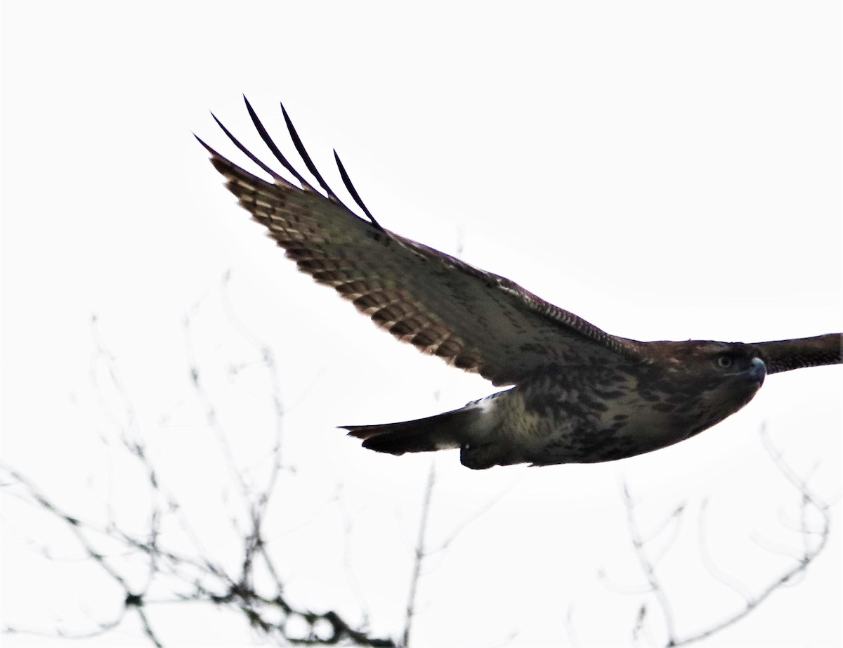 Red-tailed Hawk - ML89810281