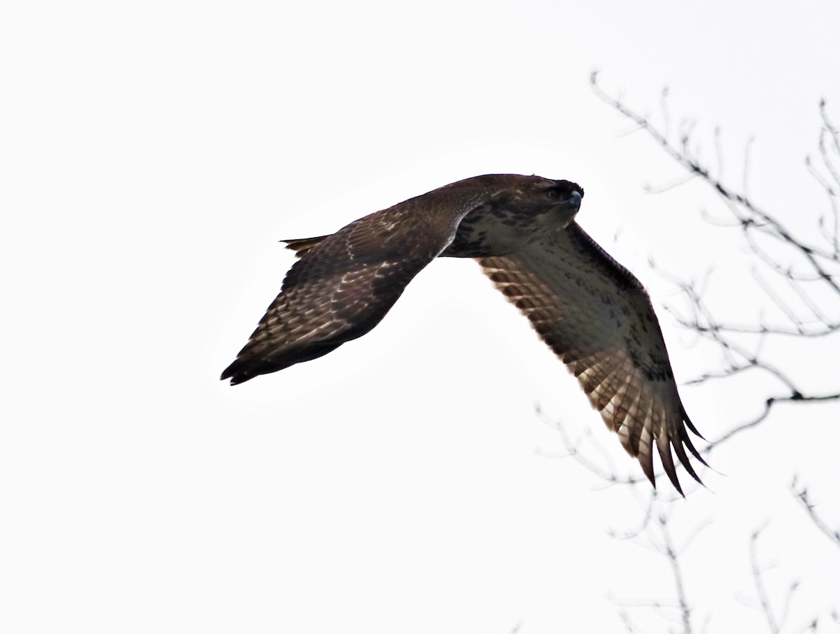 Red-tailed Hawk - ML89810291