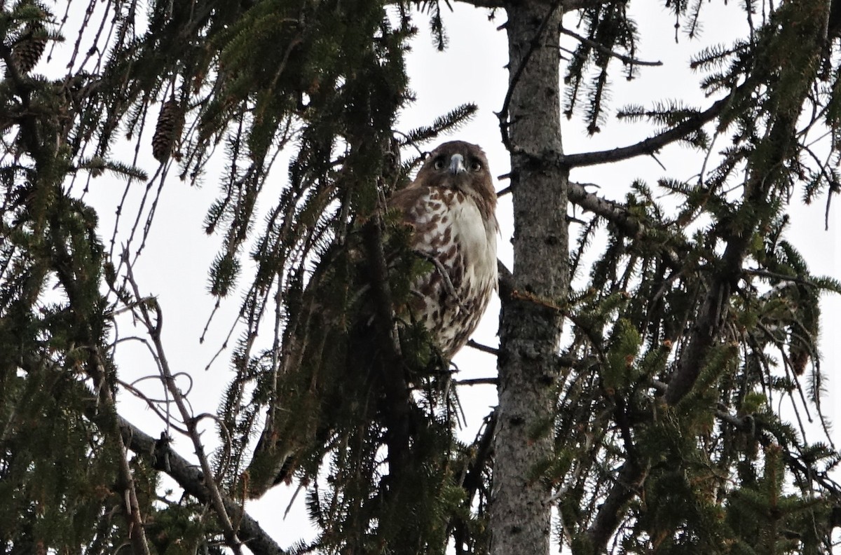 Red-tailed Hawk - ML89810411