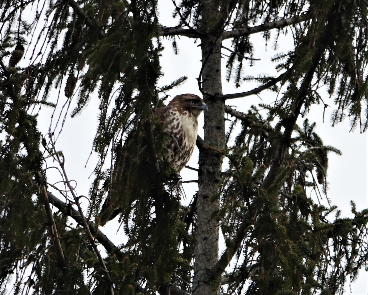 Red-tailed Hawk - ML89810421