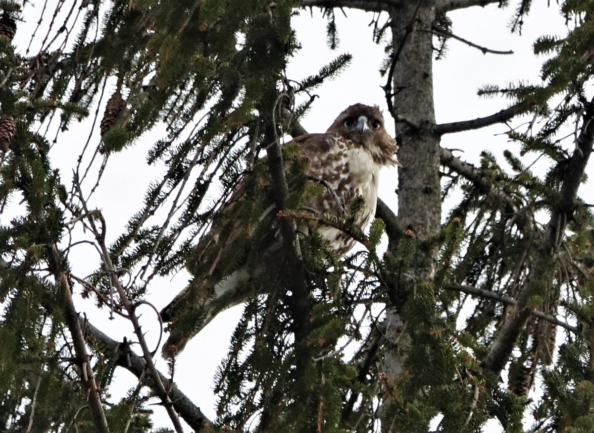 Red-tailed Hawk - ML89810481