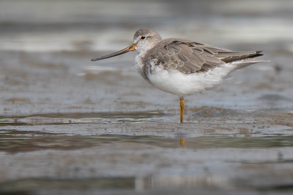 Terek Sandpiper - ML89810611