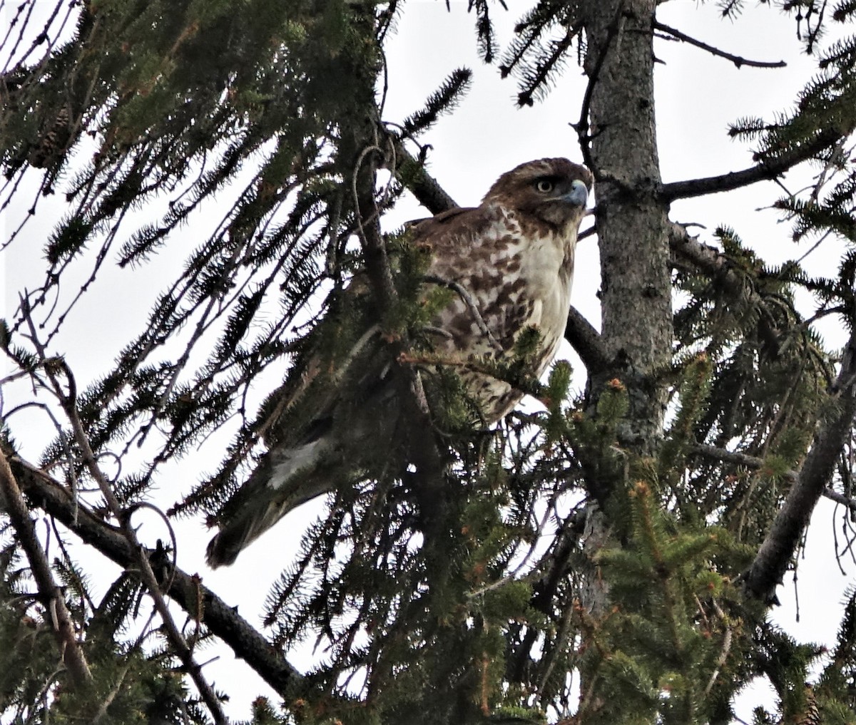 Red-tailed Hawk - ML89810621