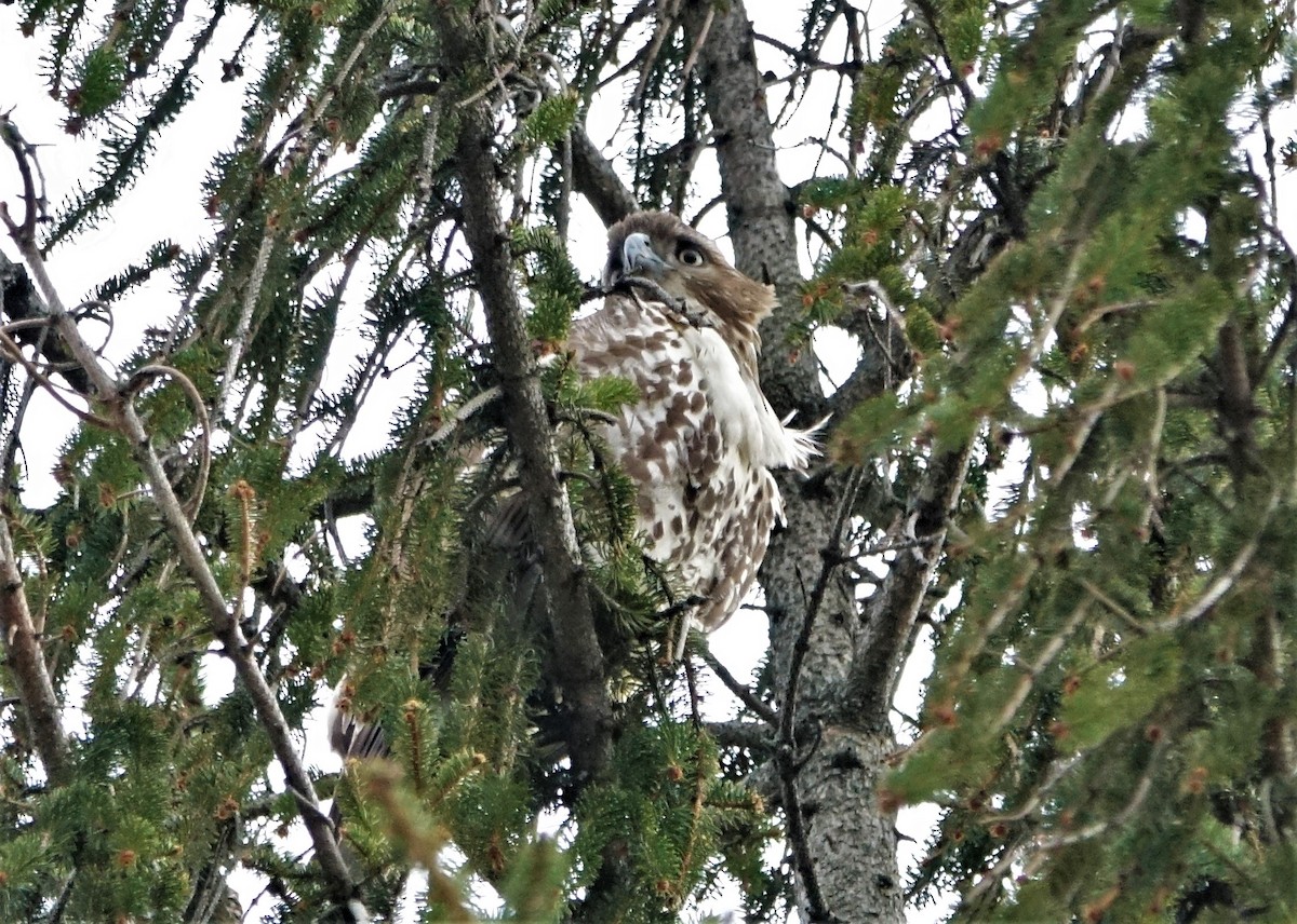 Red-tailed Hawk - ML89810851