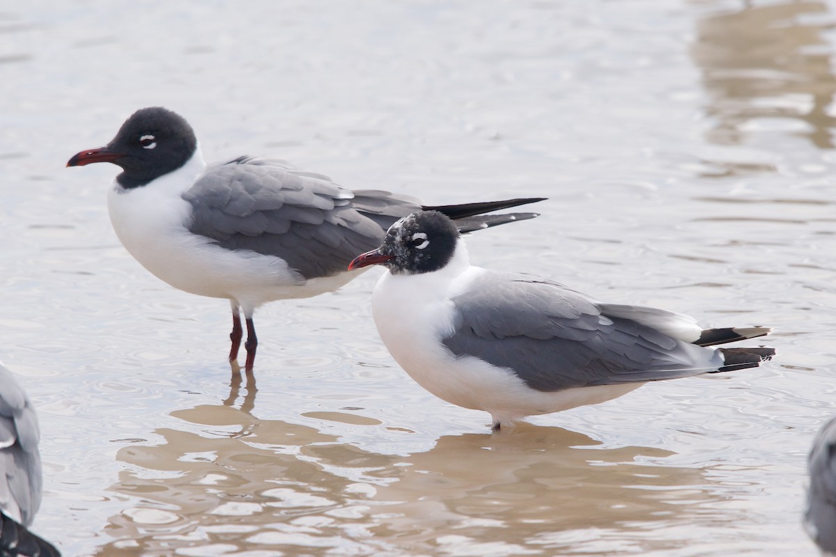 Franklin's Gull - ML89813521