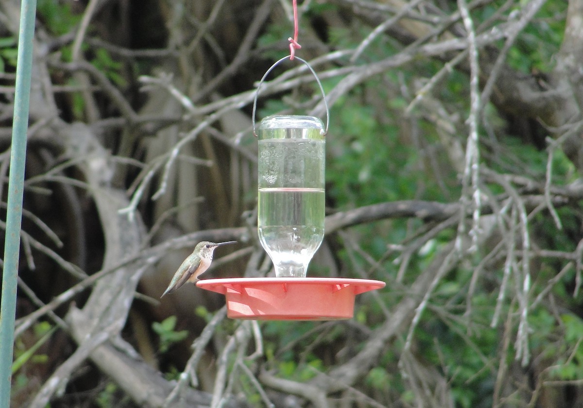 Rufous Hummingbird - ML89814931