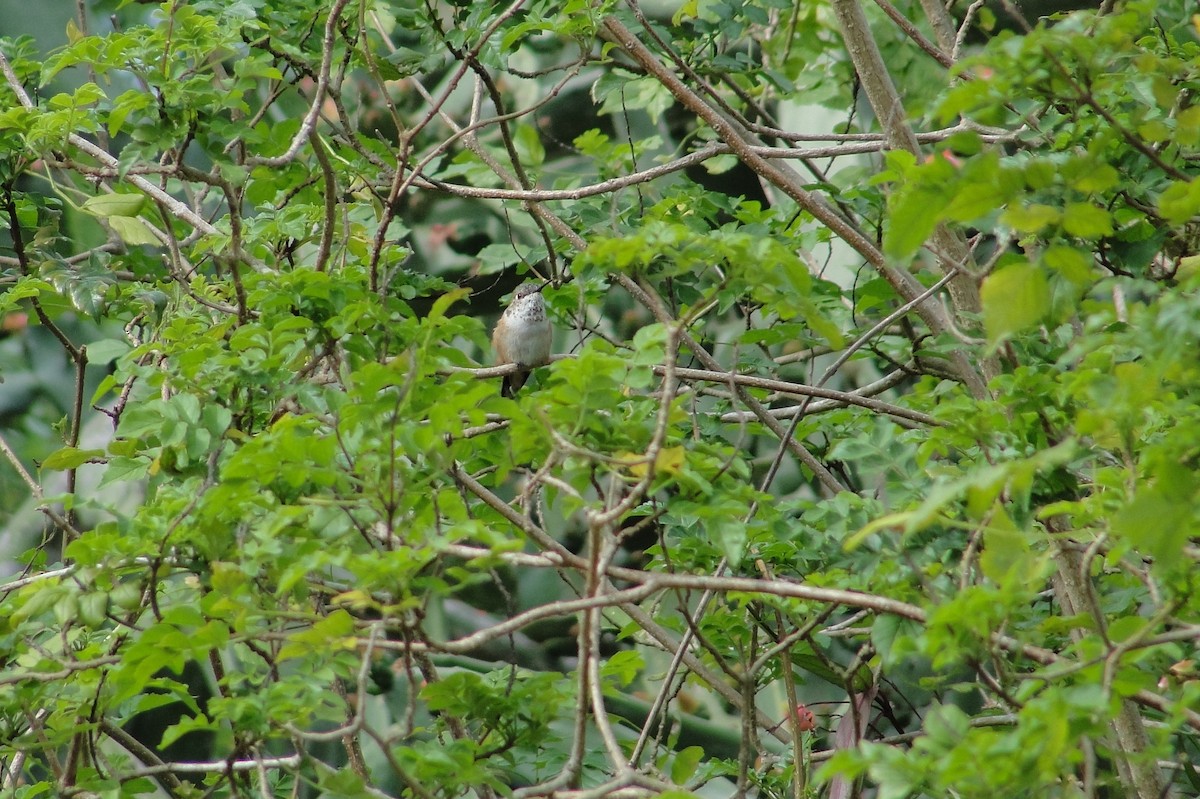Rufous Hummingbird - ML89814981