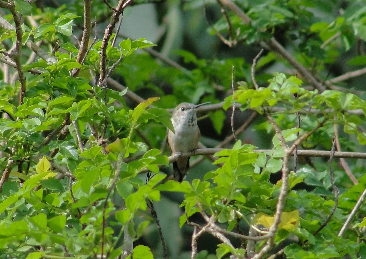 Rufous Hummingbird - ML89815121