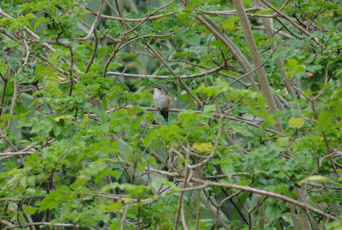 Rufous Hummingbird - ML89815181