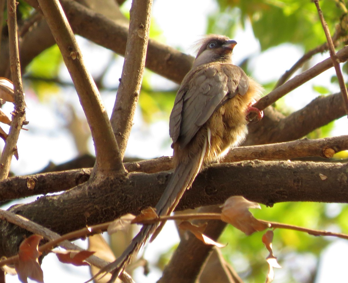 Speckled Mousebird - Karen Halliday