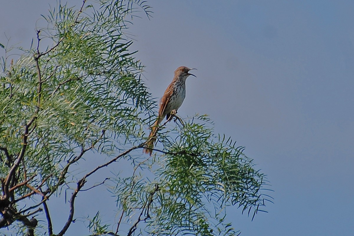 Long-billed Thrasher - Christian Newton