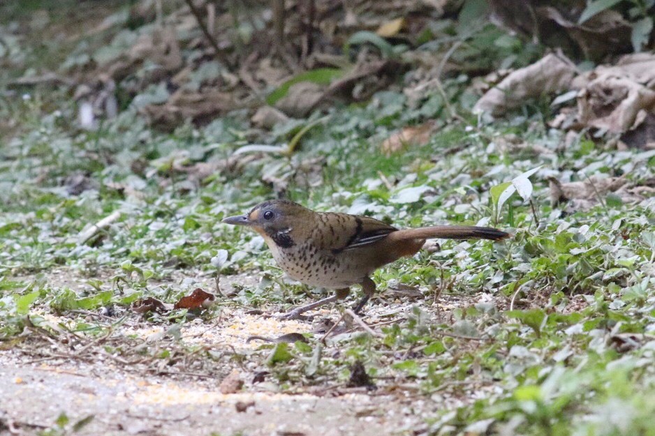 Rufous-chinned Laughingthrush - Fan Jun