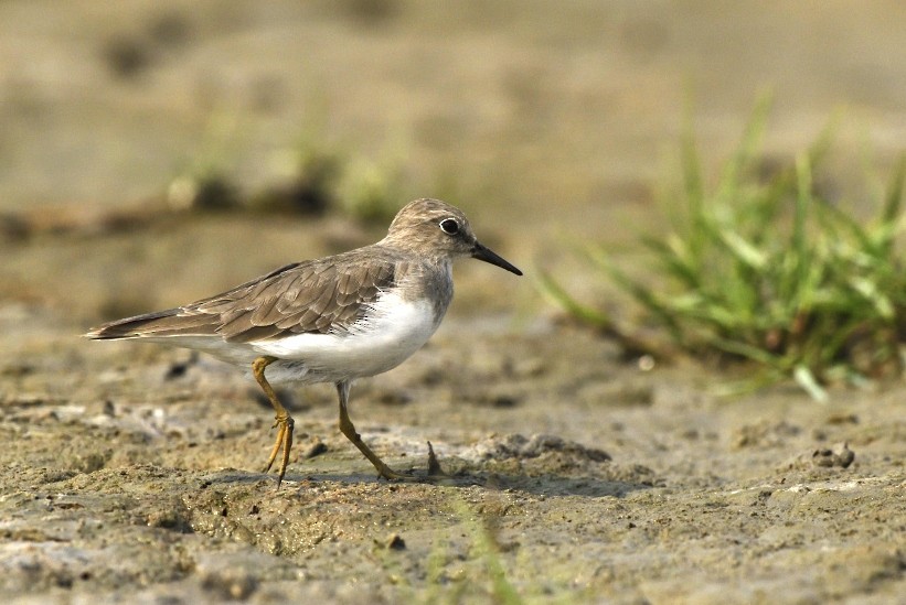Temminck's Stint - ML89819871