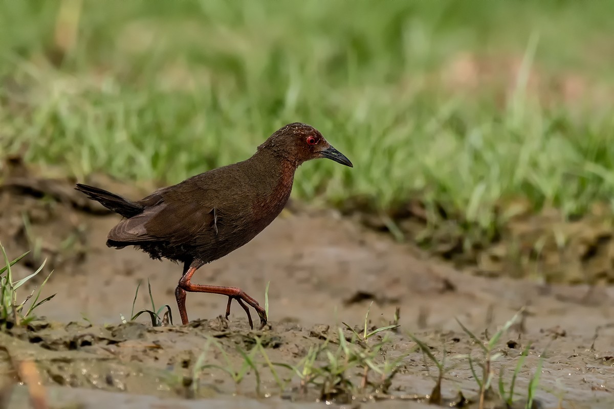 Ruddy-breasted Crake - ML89820031