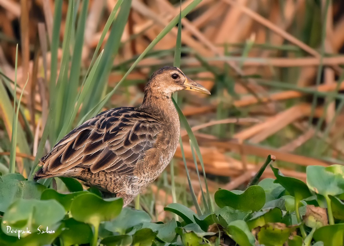 Watercock - ML89820141