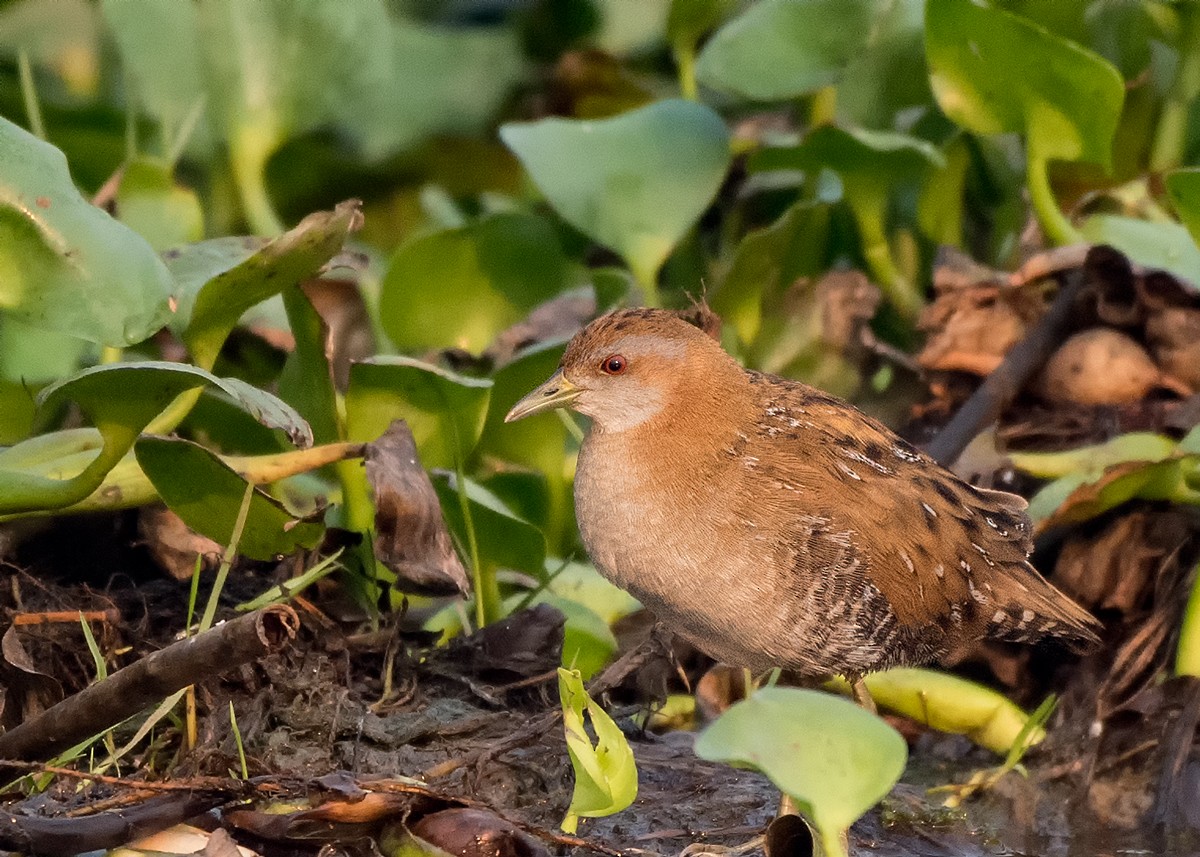 Spotted/Little/Baillon's Crake - ML89820201