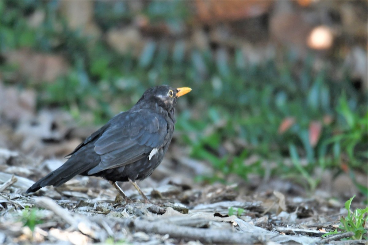 Eurasian Blackbird - ML89820741