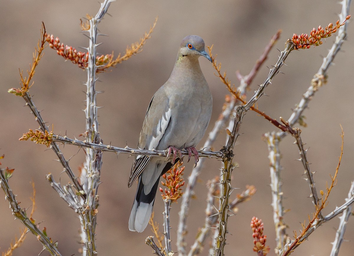 White-winged Dove - Chezy Yusuf