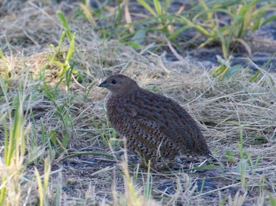 Brown Quail - Louis Backstrom