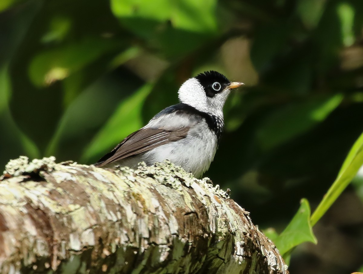 Pied Monarch - ML89821091