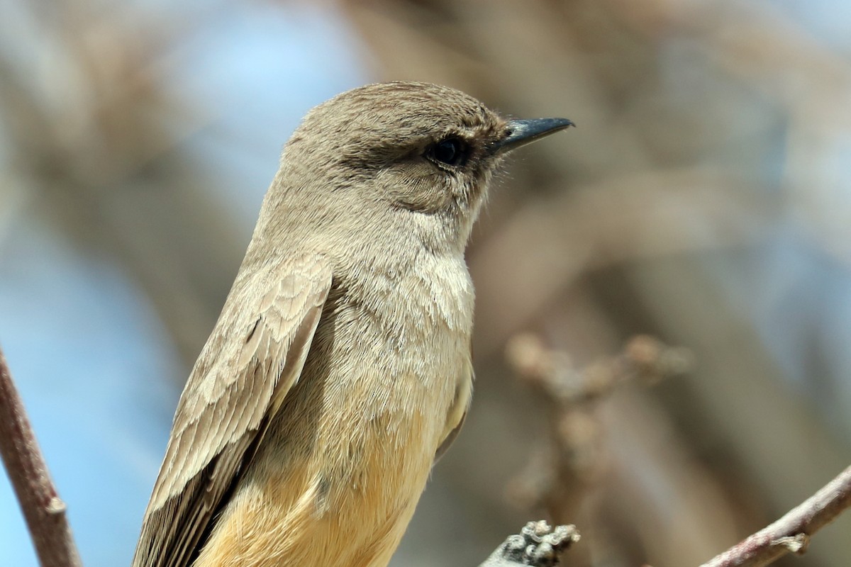 Say's Phoebe - Colin Sumrall