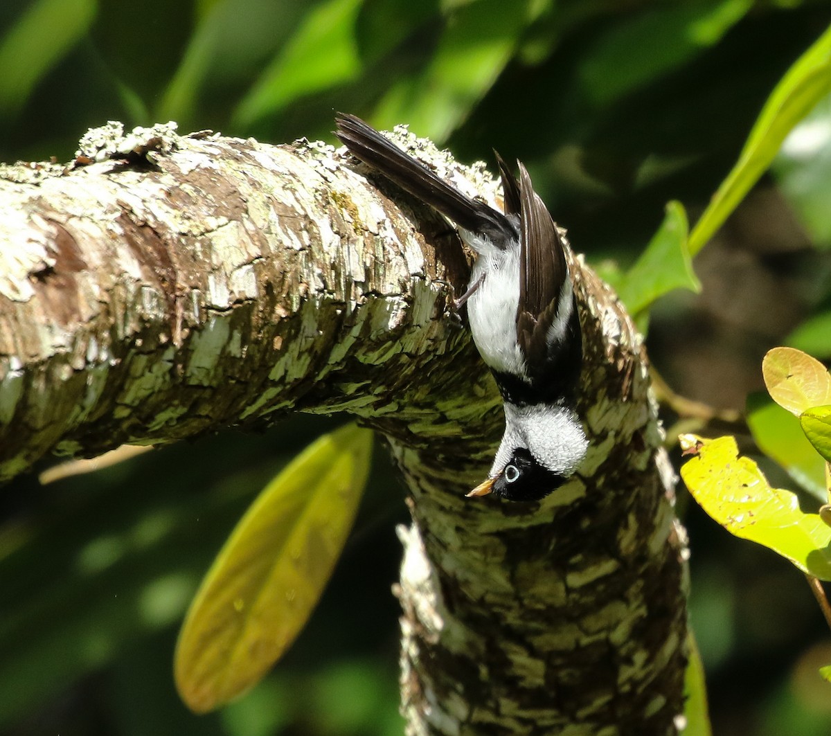 Pied Monarch - ML89821141