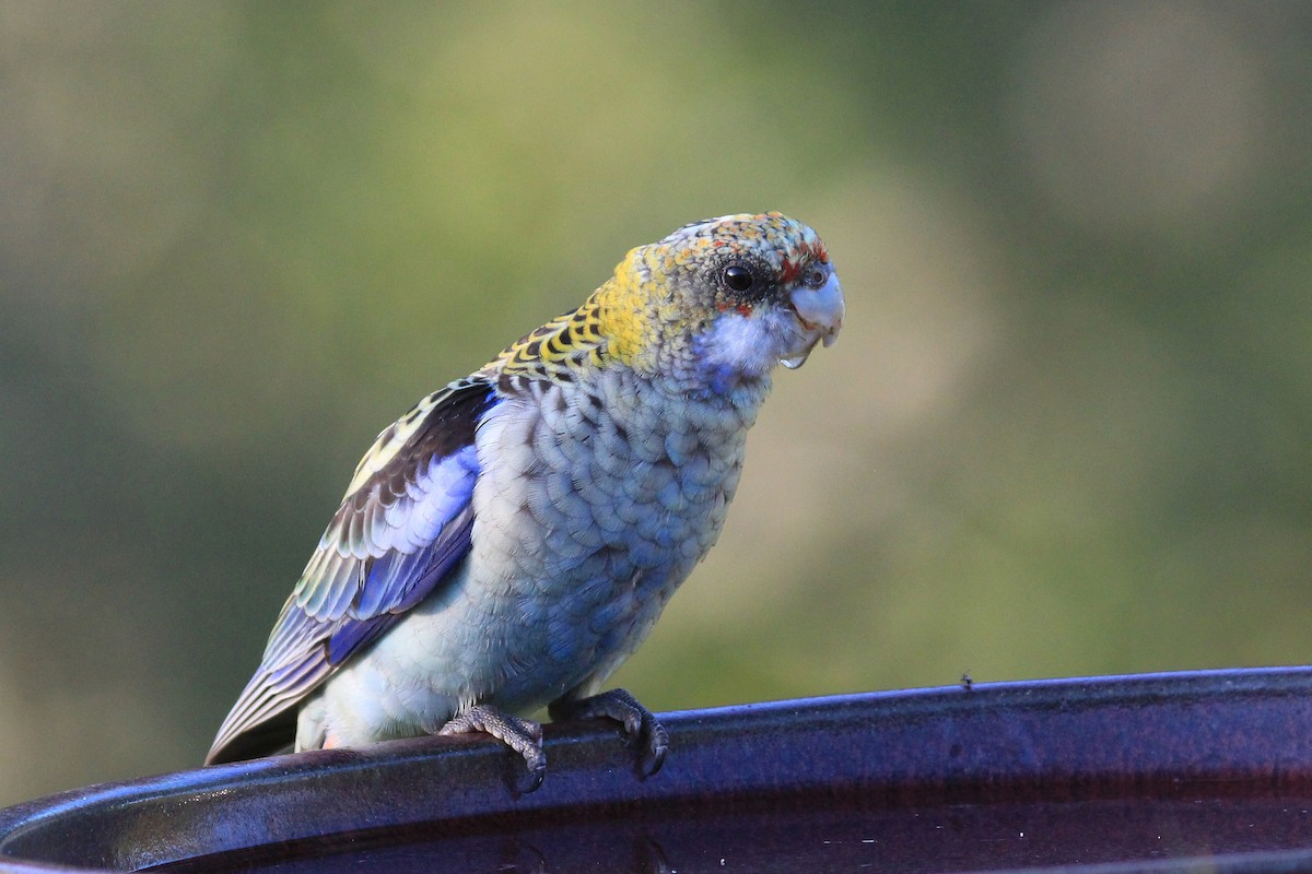 Pale-headed Rosella - Barbara & Brian O'Connor