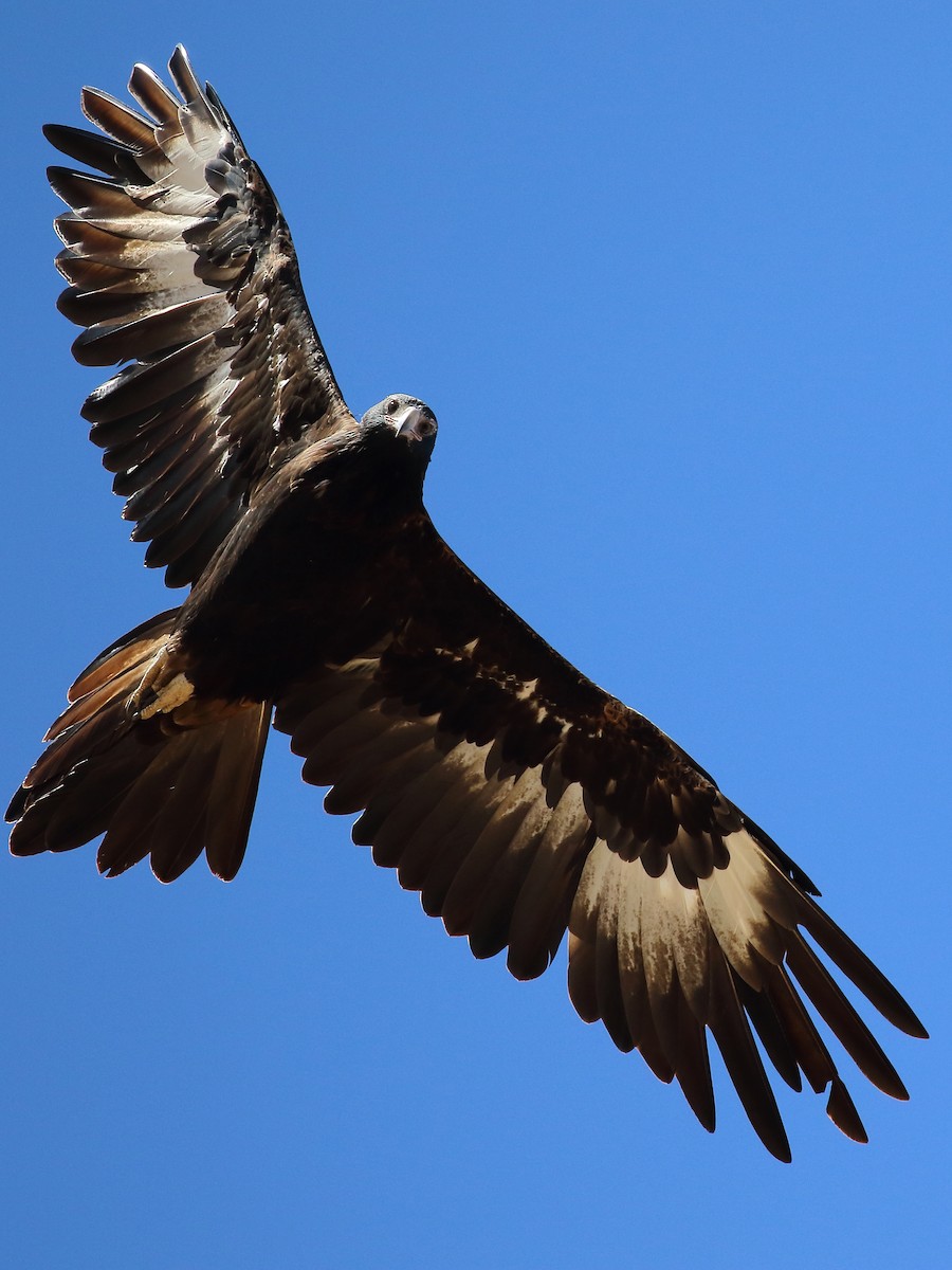 Wedge-tailed Eagle - ML89822111