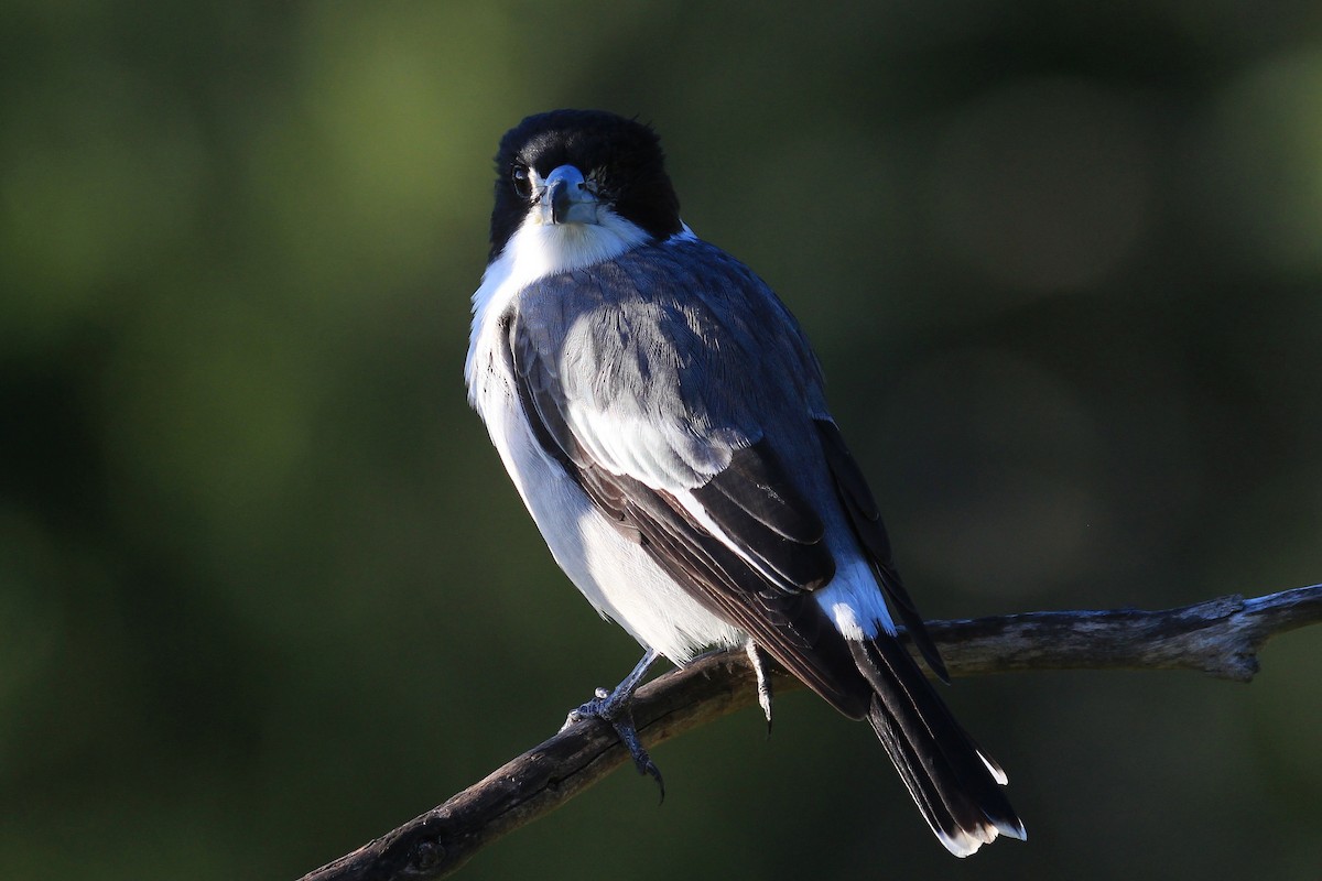 Gray Butcherbird - ML89823261