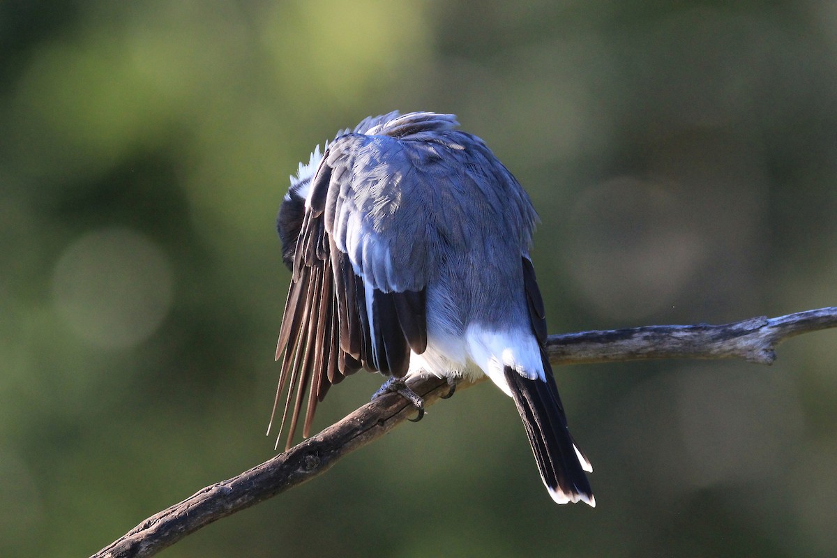 Gray Butcherbird - ML89823371