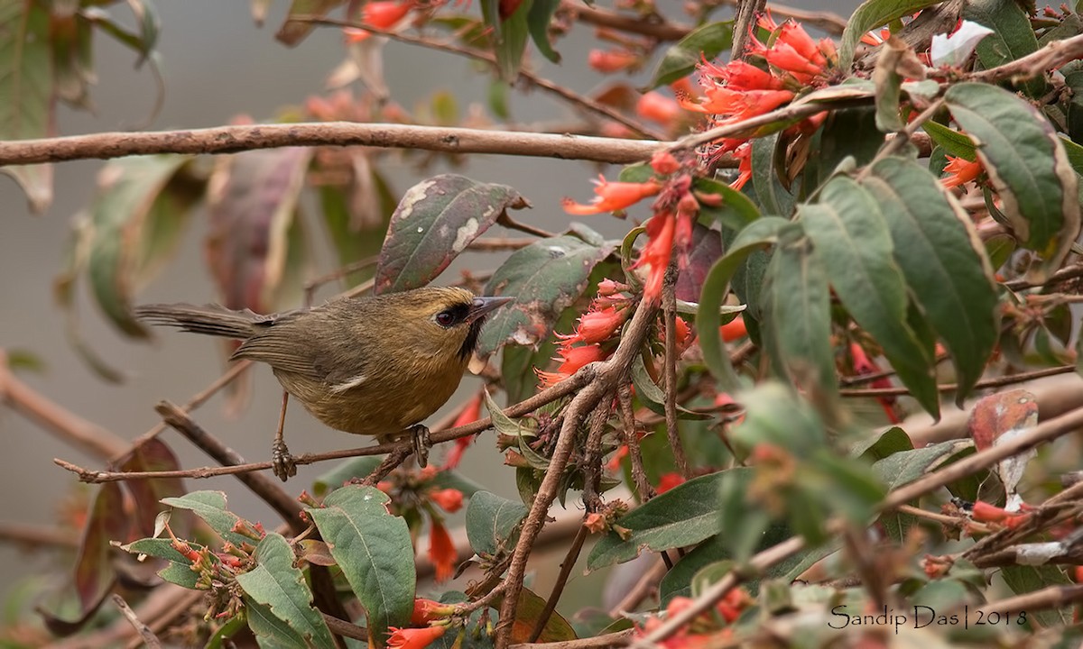 Black-chinned Babbler - Sandip Das