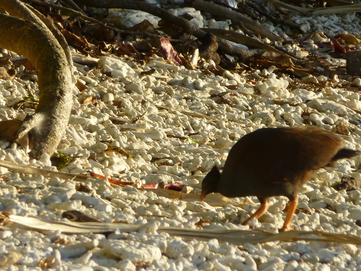Orange-footed Megapode - ML89823821