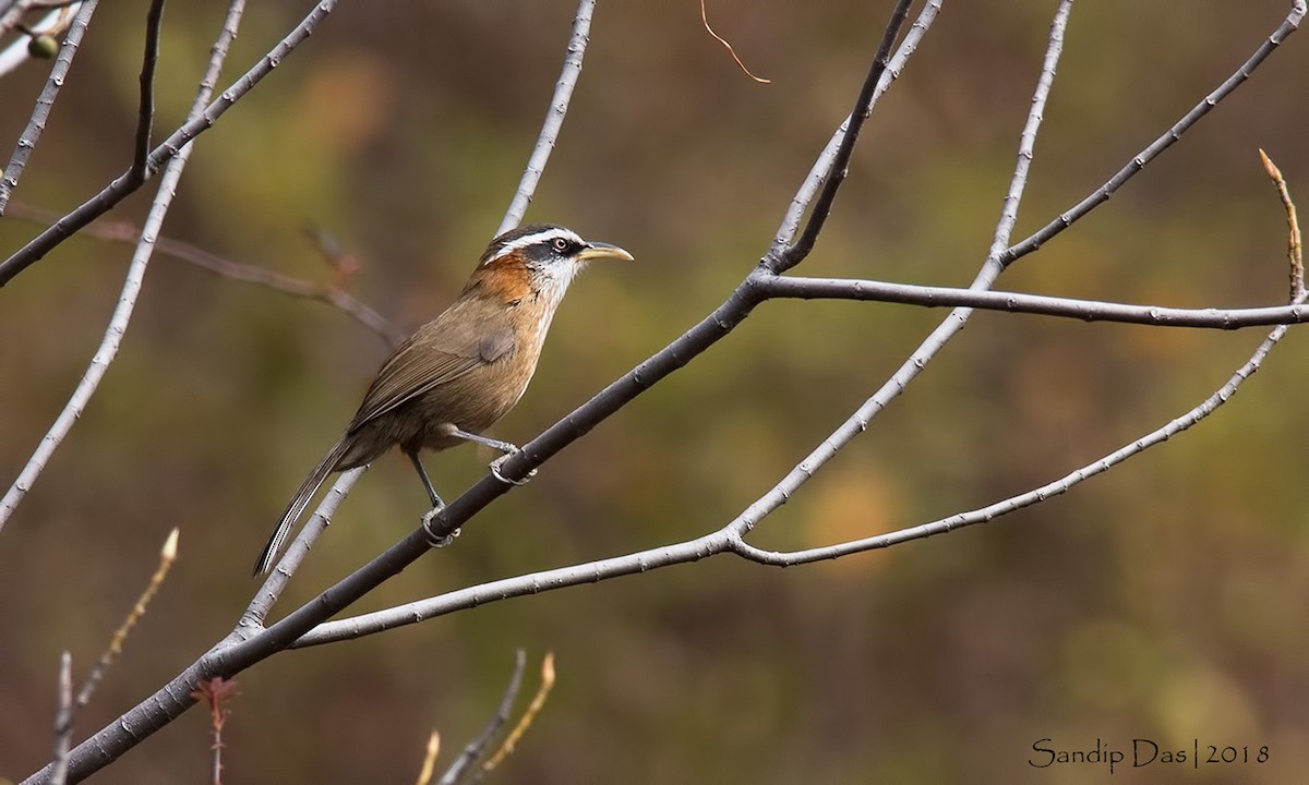 Streak-breasted Scimitar-Babbler - ML89824001